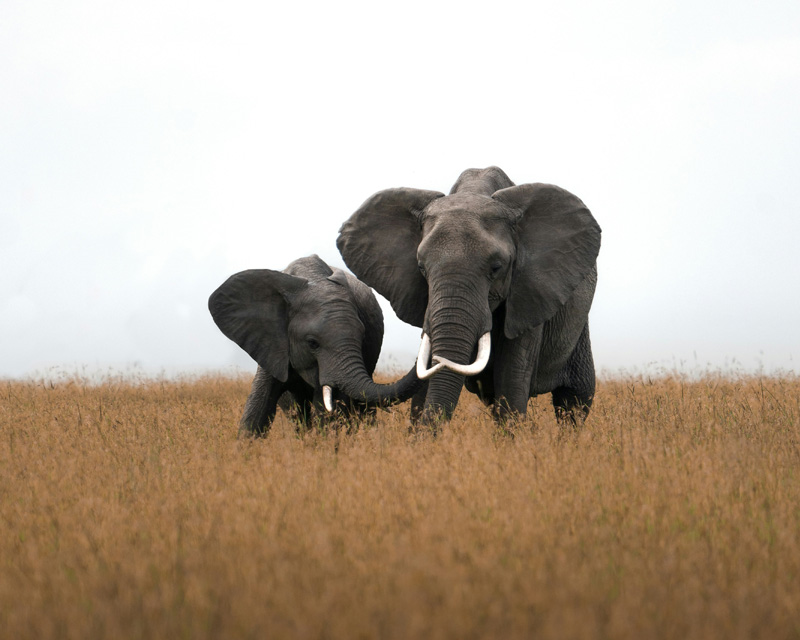 Amboseli